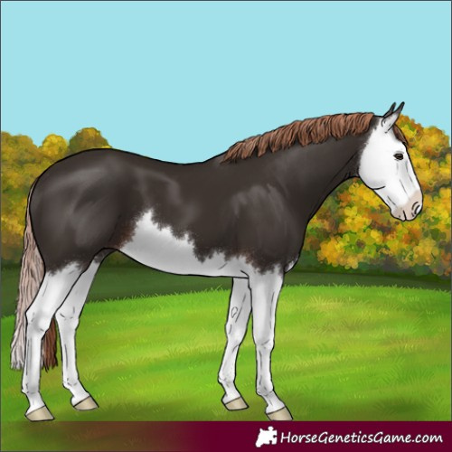 Horse Color:Liver Chestnut Splash 