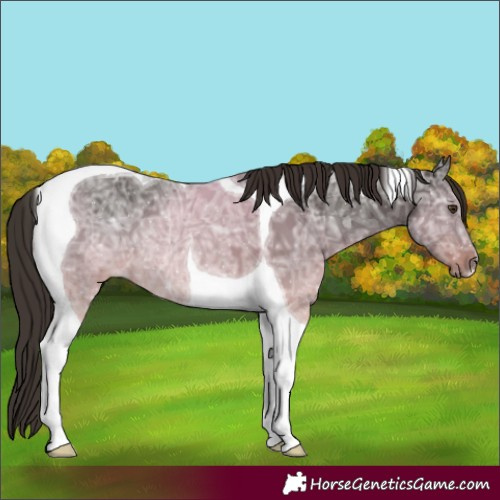 Horse Color:Liver Chestnut Ice Tobiano 