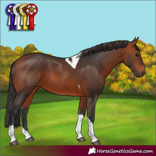 Horse Color:Bay Tobiano 