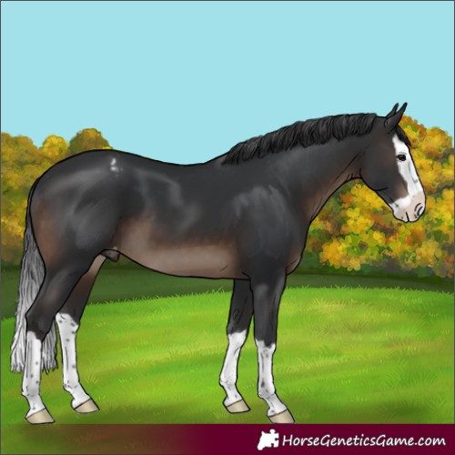 Horse Color:Brown Splash Appaloosa 