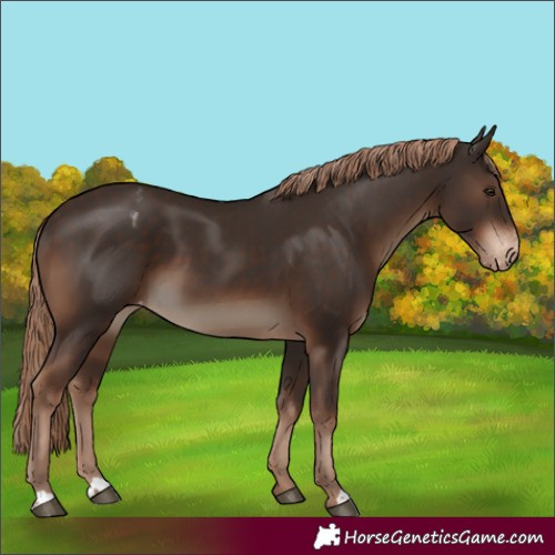 Horse Color:Liver Chestnut Appaloosa