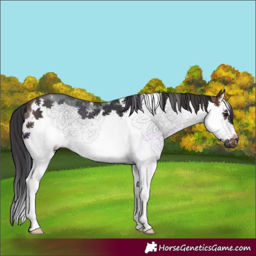 Horse Color:Brown Sabino Splash Frame 