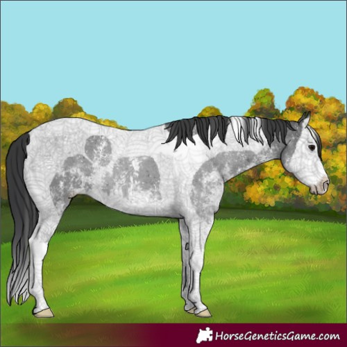 Horse Color:Black Sabino Splash Tobiano 