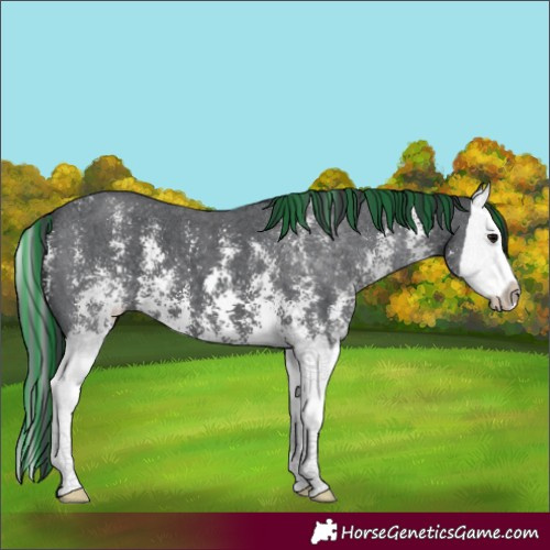Horse Color:Painted Black Sabino Splash