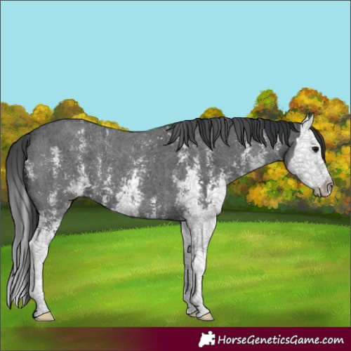 Horse Color:Black Sabino Splash 