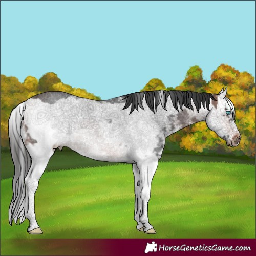 Horse Color:Brown Sabino Splash Frame 