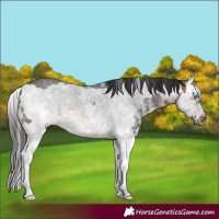 Horse Color:Brown Sabino Splash Frame