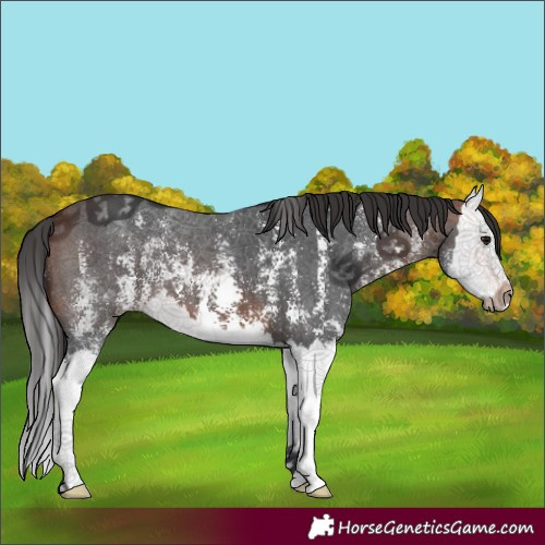 Horse Color:Brown Sabino Splash 