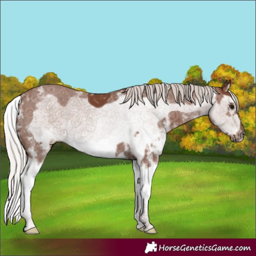 Horse Color:Silver Black Sabino Splash Frame 