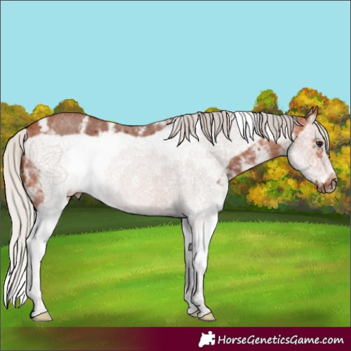 Horse Color:Silver Bay Sabino Splash Frame 