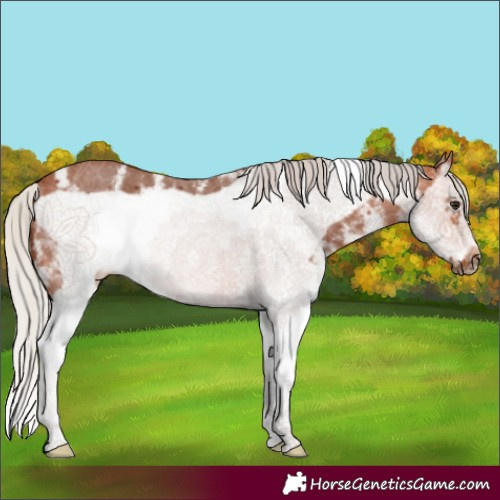 Horse Color:Silver Bay Sabino Splash Frame 