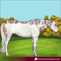 Horse Color:Silver Bay Sabino Splash Frame 