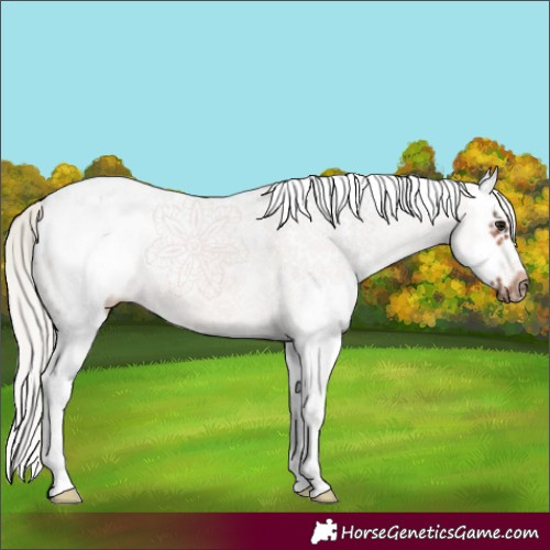Horse Color:White Spotted Silver Brown Splash Frame 