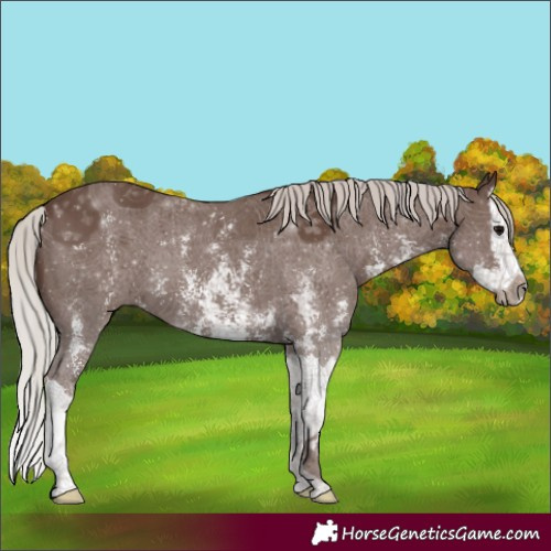 Horse Color:Silver Black Sabino Splash 