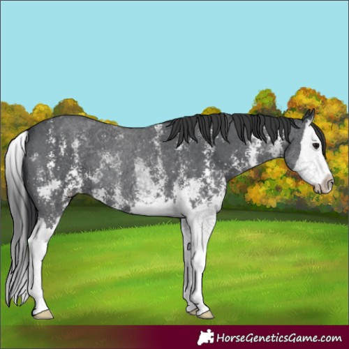 Horse Color:Black Sabino Splash 