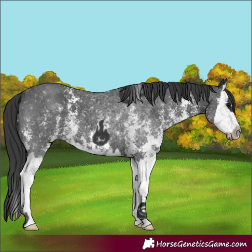 Horse Color:Black Sabino Splash 