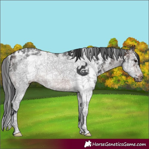 Horse Color:Brown Sabino Splash Frame