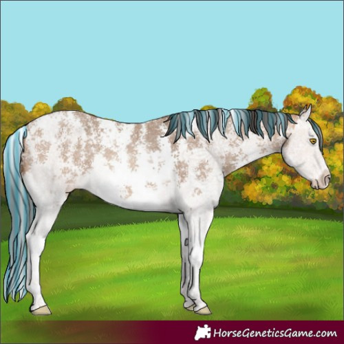 Horse Color:Painted Sable Champagne Sabino Splash Rabicano