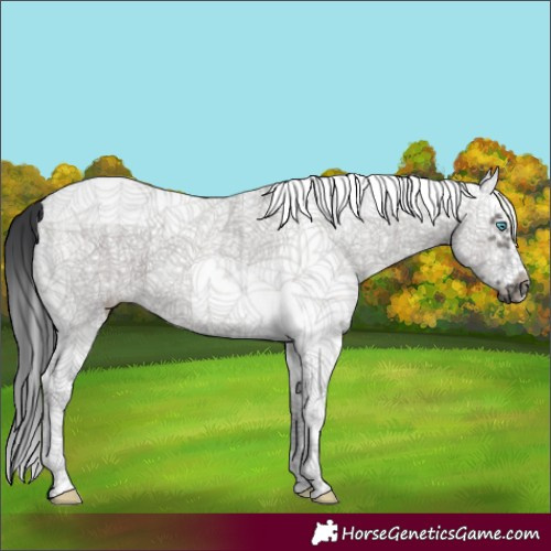 Horse Color:White Spotted Grullo Splash Frame 