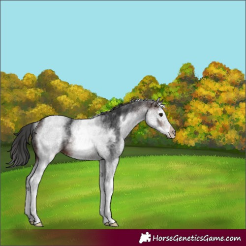 Horse Color:White Spotted Brown Splash 
