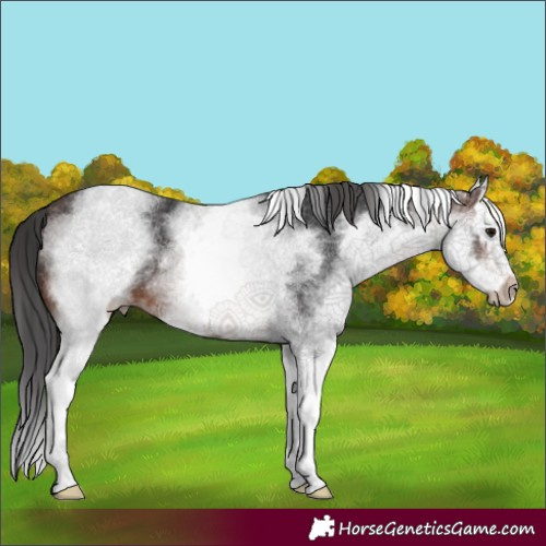Horse Color:White Spotted Brown Splash 