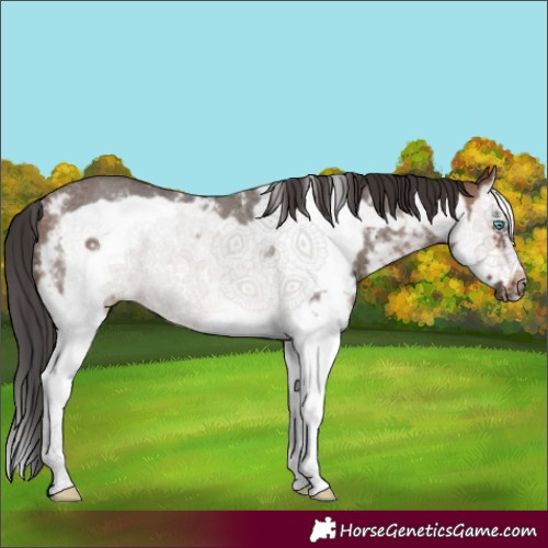 Horse Color:Brown Sabino Splash Frame Rabicano 