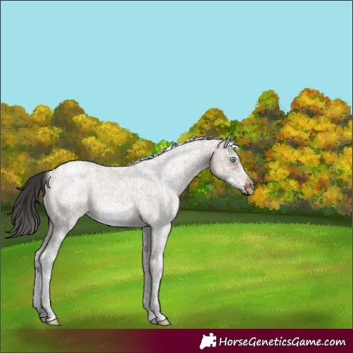Horse Color:White Spotted Brown Dun Splash Frame Rabicano 
