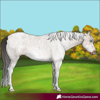 Horse Color:White Spotted Brown Dun Splash Frame Rabicano 