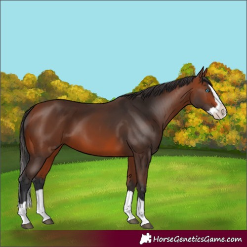 Horse Color:Bay Splash 