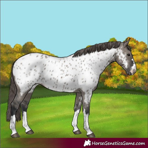 Horse Color:Grullo Appaloosa 