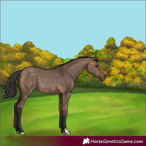 Horse Color:Bay Dun Rabicano