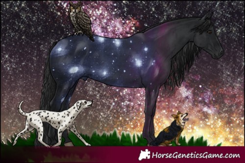 Horse Color:Black 