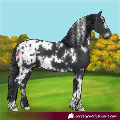 Horse Color:White Spotted Black Varnish
