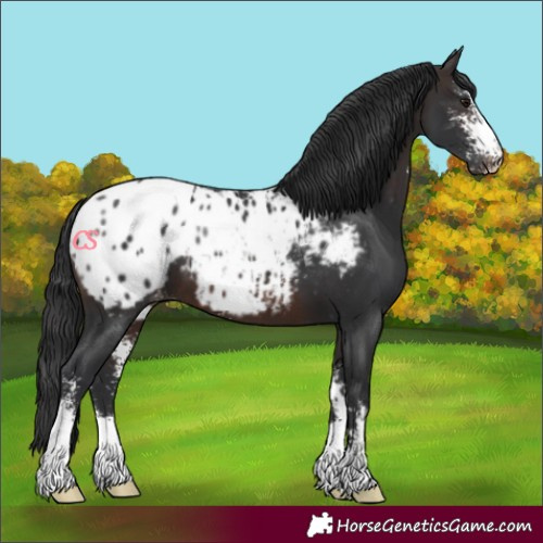 Horse Color:Brown Sabino Blanket 
