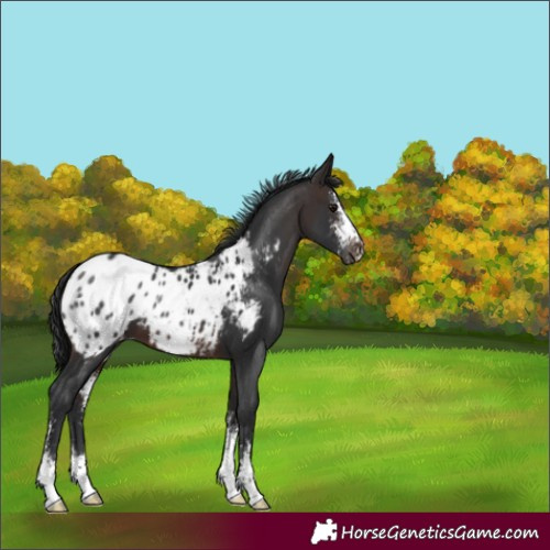 Horse Color:Brown Sabino Appaloosa