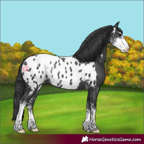 Horse Color:Black Sabino Blanket Rabicano