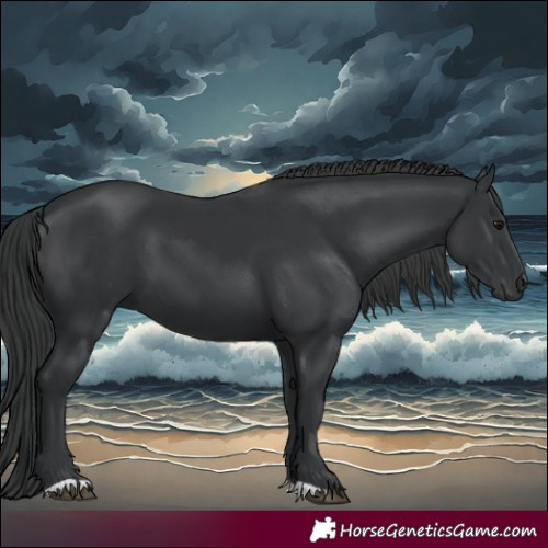 Horse Color:Black 