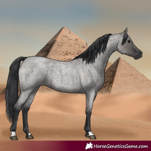 Horse Color:Grullo Roan Rabicano