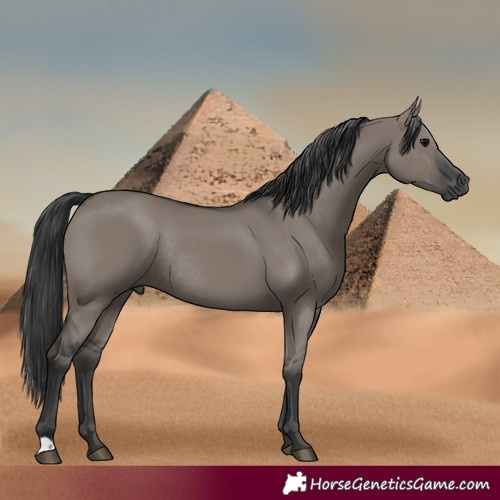 Horse Color:Grullo Rabicano 