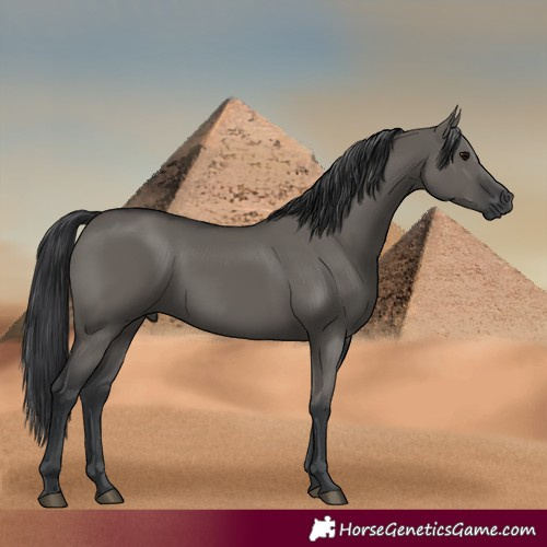 Horse Color:Grullo Rabicano