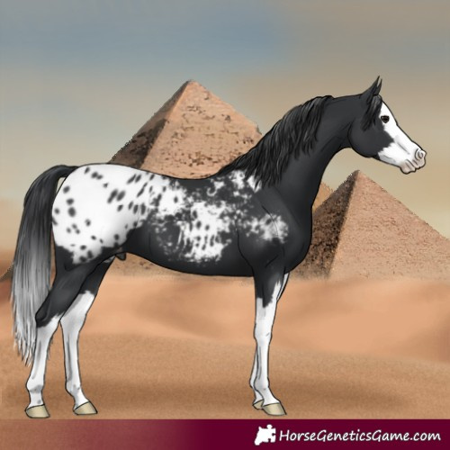 Horse Color:Black Splash Appaloosa 