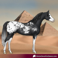 Horse Color:Black Splash Appaloosa 