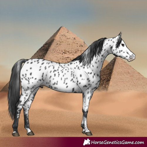 Horse Color:Black Splash Appaloosa 