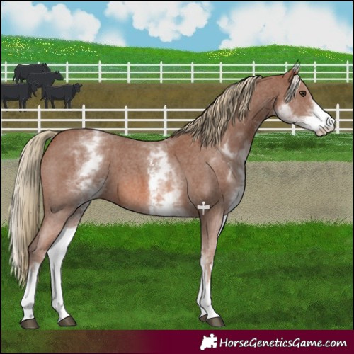 Horse Color:White Spotted Chestnut Sabino 