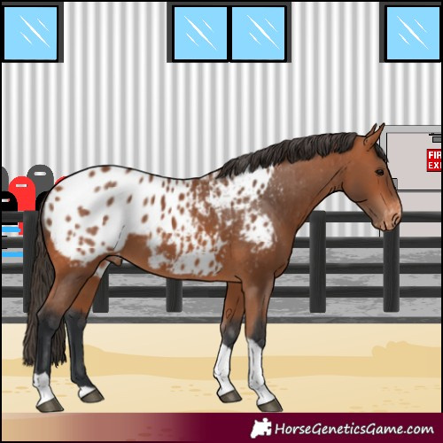 Horse Color:Bay Tobiano Appaloosa