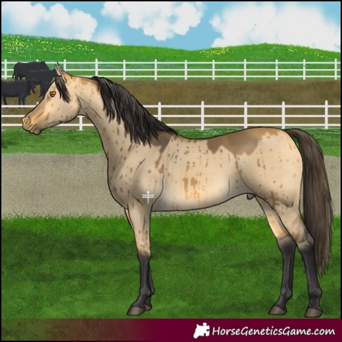 Horse Color:Pseudo Buckskin Dun Brindle 
