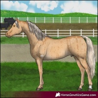 Horse Color:Pseudo Palomino Dun Brindle