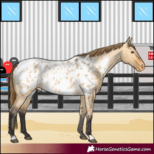 Horse Color:Buckskin Dun Appaloosa