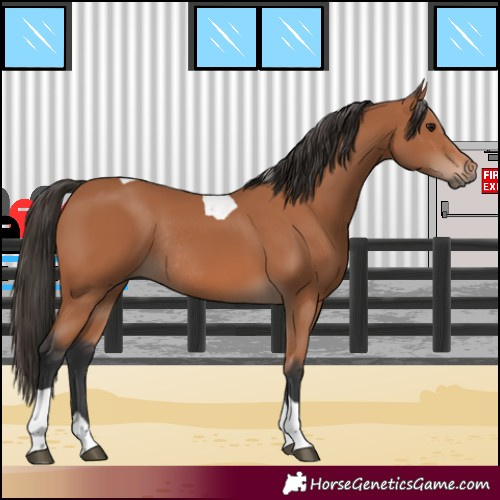 Horse Color:Bay Tobiano Rabicano 