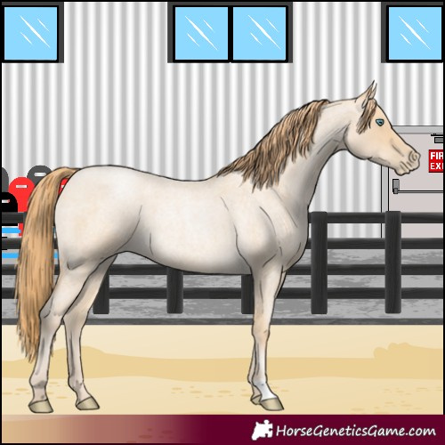 Horse Color:Smoky Blue Roan Pearl 